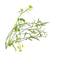 Mustard Flower blossom, Canola or Oilseed Rapeseed.