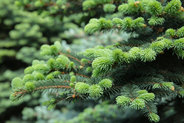 Spruce branch. Beautiful branch of spruce with needles. Christmas tree in nature. Green spruce. Spruce close up.
