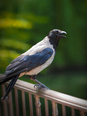 Detail african pied crow - corvus albus