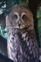 Great gray owl sitting on a tree