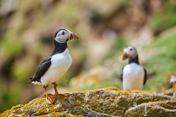 puffin birds on the Saltee Islands in Ireland, Fratercula arctica