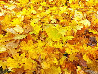 Naklejka na ściany i meble Autumn multicolored carpet of yellow bright fallen maple