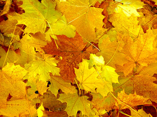 Autumn multicolored carpet of yellow bright fallen maple
