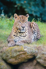 Indochinese leopard resting in the green grass