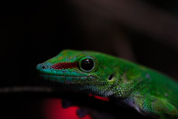 green lizard