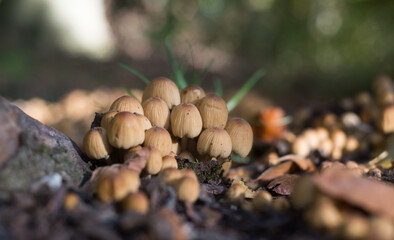 closeup of little mushrooms on tree trunk in the autumnal forest