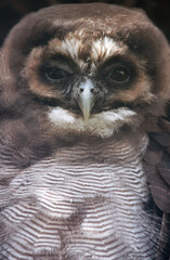 Closeup portrait of a brown wood owl