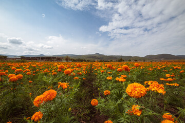 Orange colored fields