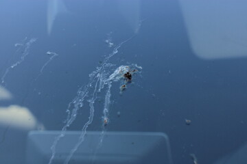 crotte de pigeon sur pare-brise