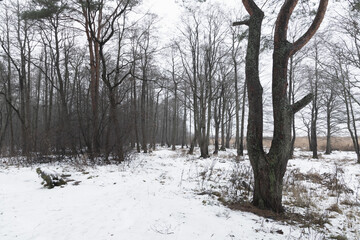 Winter landscape bare trees on a cloudy day. Natural photo