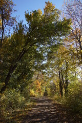 Beautiful Autumn Forest Impressions