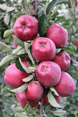 Close-up of crimson crisp apples on tree in apple orchard ripe for picking.