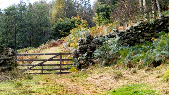 Gate in the Autumn woods