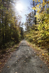 Beautiful Autumn Forest Impressions