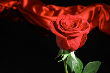 Fototapeta na wymiar Beautiful fresh red rose on black background