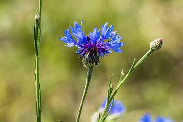 Kornblume im Feld