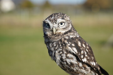 The little owl (Athene noctua), also known as the owl of Athena or owl of Minerva, is a bird that inhabits much of the temperate and warmer parts of Europe. Approximately 2 year old male bird.