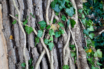 Zdjęcie przyrody przedstawiające korę drzewa pokrytą bluszczem