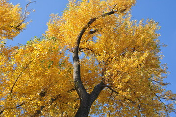 Zdjęcie przyrody przedstawiające wysokie drzewo pokryte złotymi liśćmi