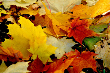 Naklejka premium Zdjęcie przyrody przedstawiające leżące na trawie opadłe jesienne liście