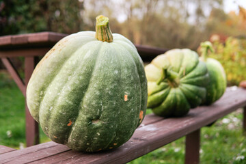 Green large pumpkins on the wooden bench outdoors in the garden