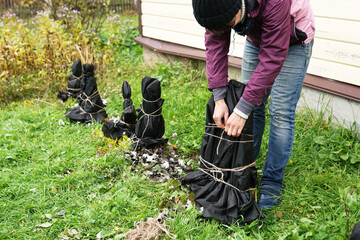 Gardener shelters plants with special cloth to protect it from snow and frost in winter