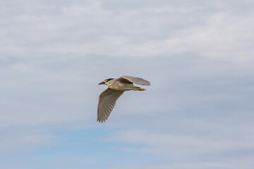 majestic flying bird on gray sky background. selective focus