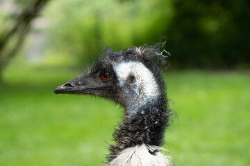 Closeup shot of an emu on a blurred background