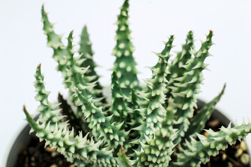 Aloe humilis plant on white background