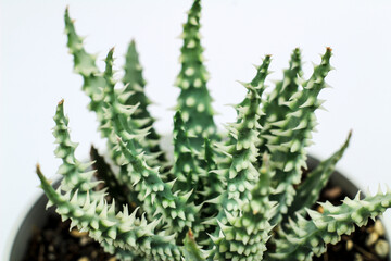 Fototapeta premium Aloe humilis plant on white background