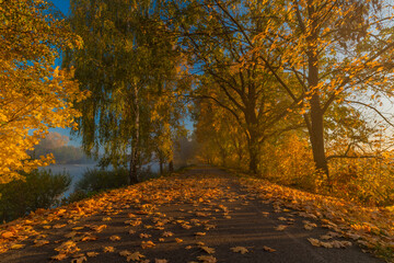 Naklejka na ściany i meble Cycle route with color autumn trees in fresh foggy sunrise morning