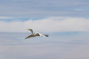 White heron flying majestic in the air with blue sky background.