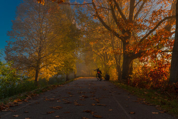 Cycle route with color autumn trees in fresh foggy sunrise morning
