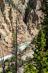 yellowstone river and falls ingrand canyon in Yellowstone National Park in Wyoming