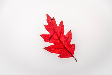 Red oak leaf with white background interior