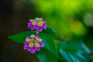 verbena lantana flower in the botanical garden in Batumi