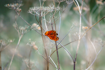 one beautiful deep copper red leaf stuck in the grey autumn fronds of dead thistle stalks
