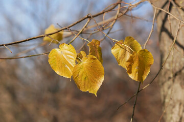 Linden in autumn, branch and yellow leaves to blur background horizontally. Tilia. Tiliaceae Family. Autumn blur background with branch and yellow leaves of linden tree.  Copy space
