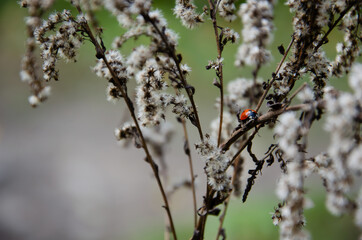 Selective focus on ladybug crawling on inflorescences of dry grass on blurred background with copy space. Natural background of ladybird and wild dried flowers. Autumn season concept.