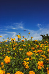 Flor de cempasúchil