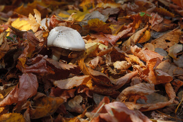 Champignon in the foliage of an autumn forest