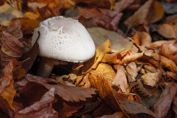Champignon in the foliage of an autumn forest