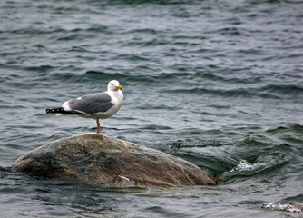 A seagull stands resting on a stone against the backdrop of Lake Baikal. Cairn. wild nature