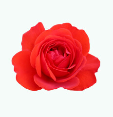 red rose  isolated on white background