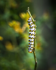 caterpillar on a leaf