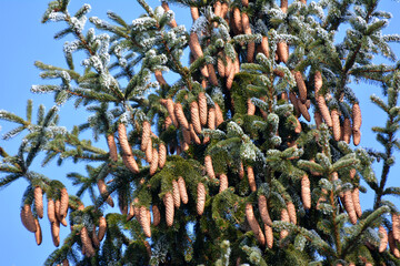 On the spruce branch hang cones.