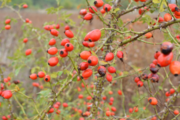 Obraz premium Berries ripen on the branch of a dog rose bush