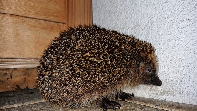 Igel