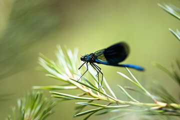 a banded demoiselle on a plant