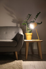 Table with glowing lamp, houseplant and sofa in dark room
